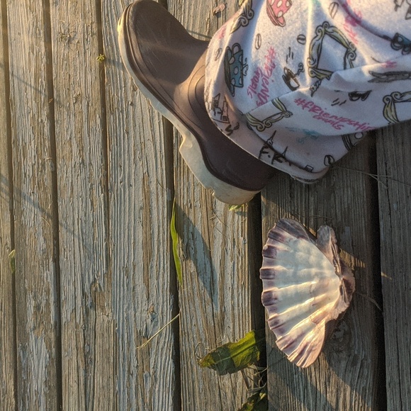 Lions Paw GIANT scallop shell 🐚 Nodiprctin Nodosus RARE big shell #beach - Picture 4 of 5